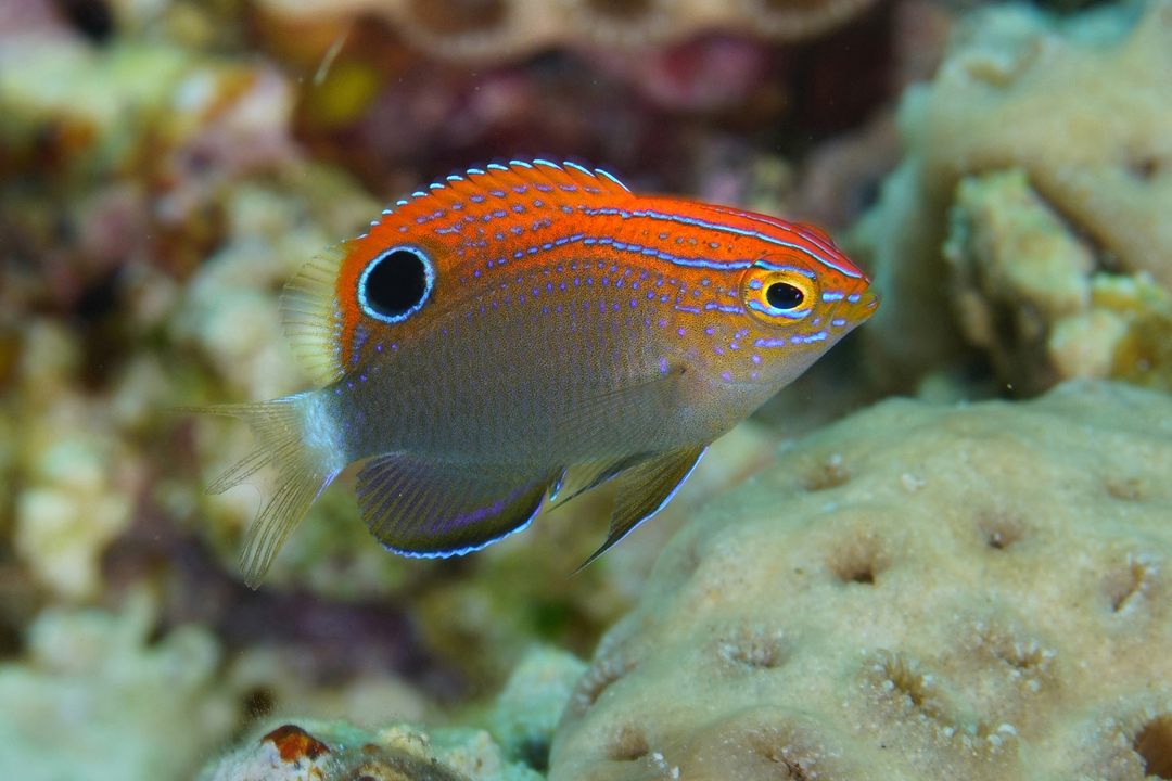 Thumb e7c9b702 dd28 4e31 85bb 4ce9dcd724bb