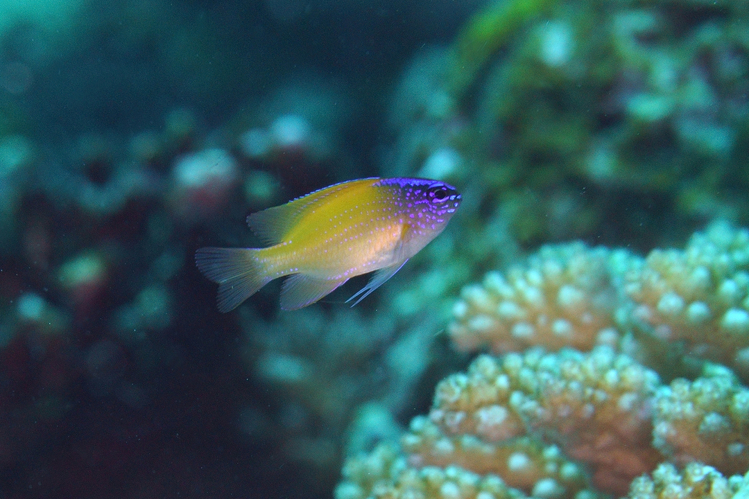 Thumb e4be8748 e1b4 497a ae07 c3f7848a3121