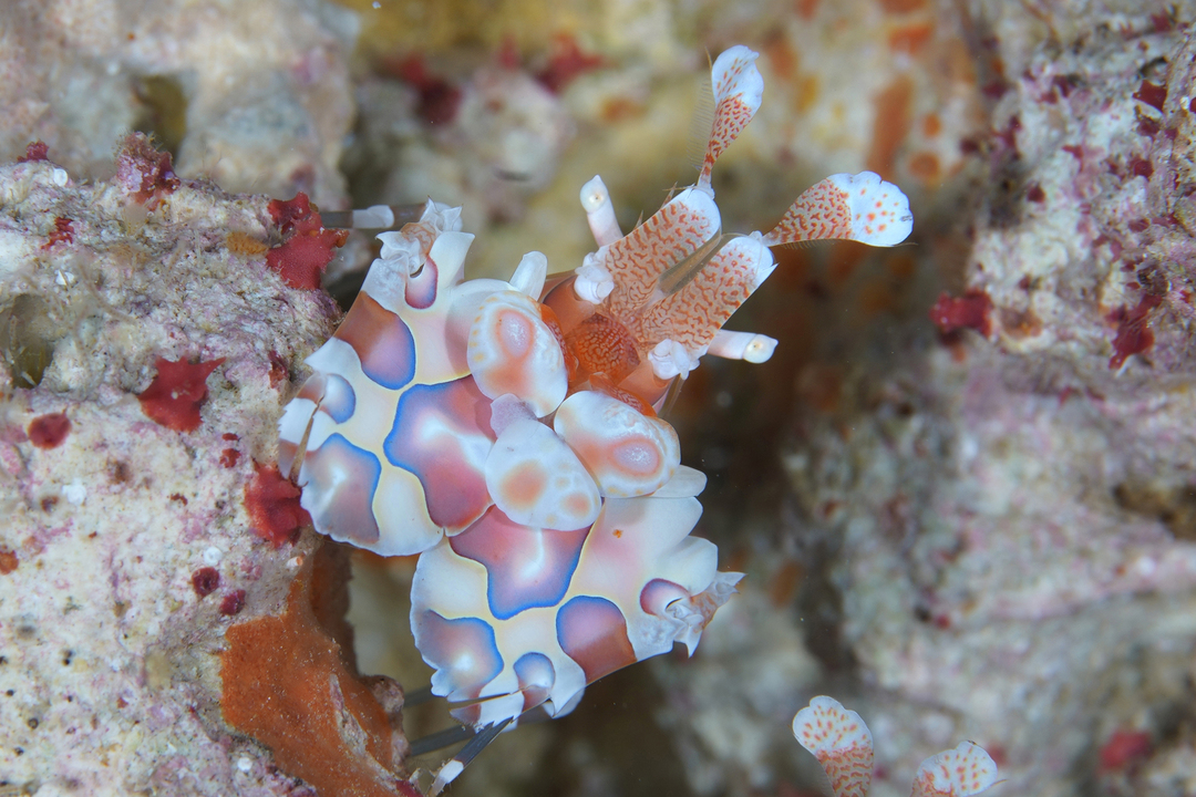 Thumb 2622af44 03f1 4097 94ee 9a0eeabacb2b