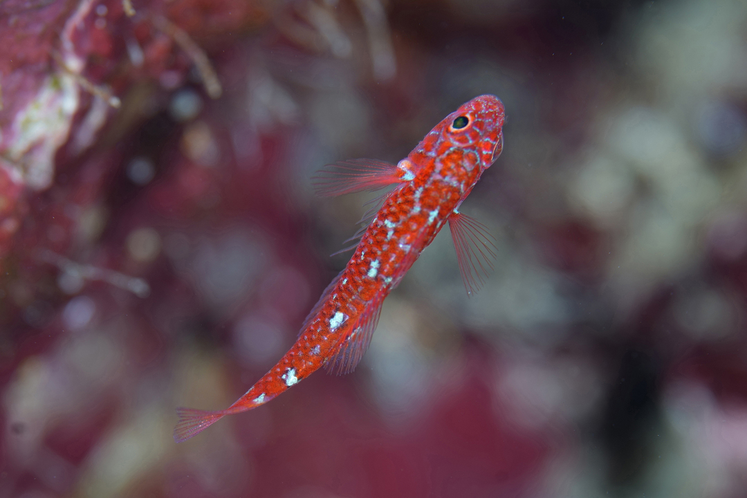 Thumb 9e6009a0 daa8 4e33 9cb6 cf9ddf80da2f