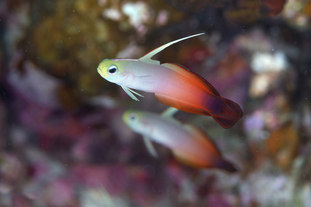 Thumb f90a39ea 64cd 4fb8 ba63 a2c96166e7c4