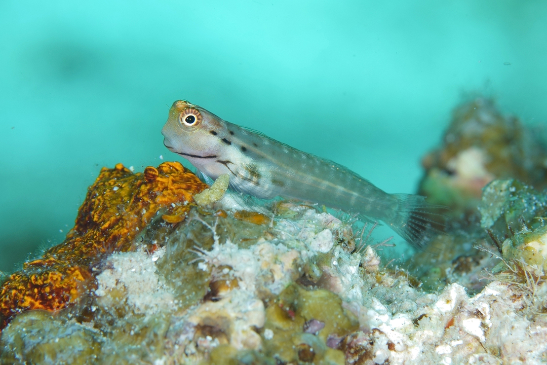 Thumb a8fb50c6 9f22 404e ae01 f4cd5819c946