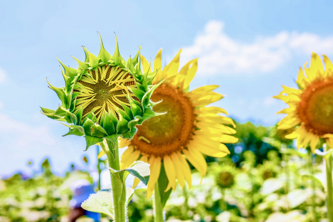 Thumb 103a840f 9037 41c3 bb90 7b2524d62152