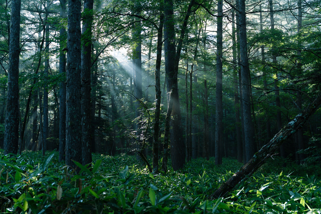 Thumb e02eeb8b f1ad 45b9 a5e1 870772763e39