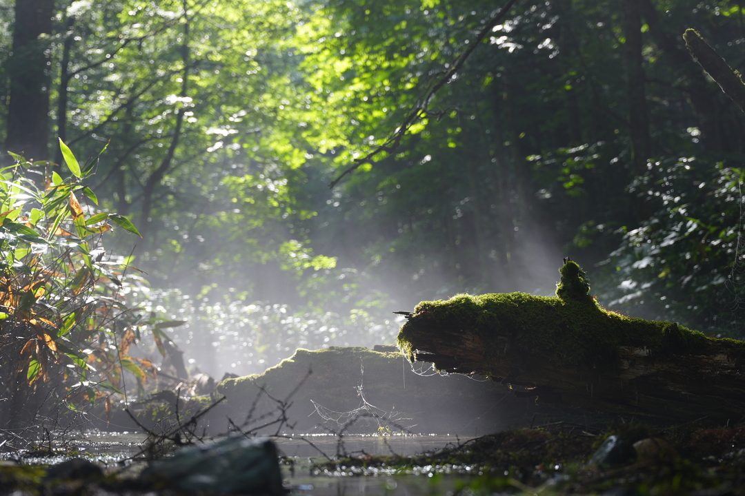 Thumb 21999b52 f99d 4449 ba7f ce9f86c7d245