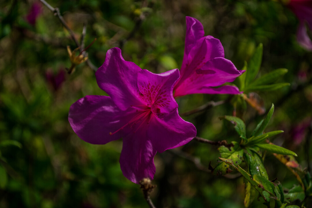 Thumb 2949623a 3657 4128 b3d1 ab2cbb1bf01f