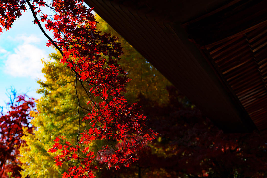 Thumb 171f8ce2 c397 4de3 bdea 35042398f979