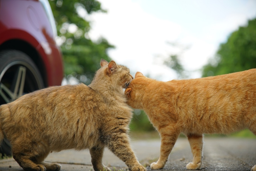 Thumb 5cdae6c9 4d06 4be1 9d1d 5765af7ad76e