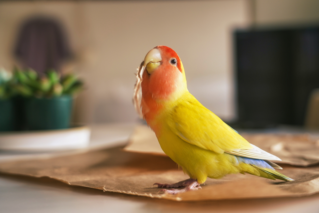 Thumb 74ecba9b 0dfc 4ca6 90fa 5d0ff435360a