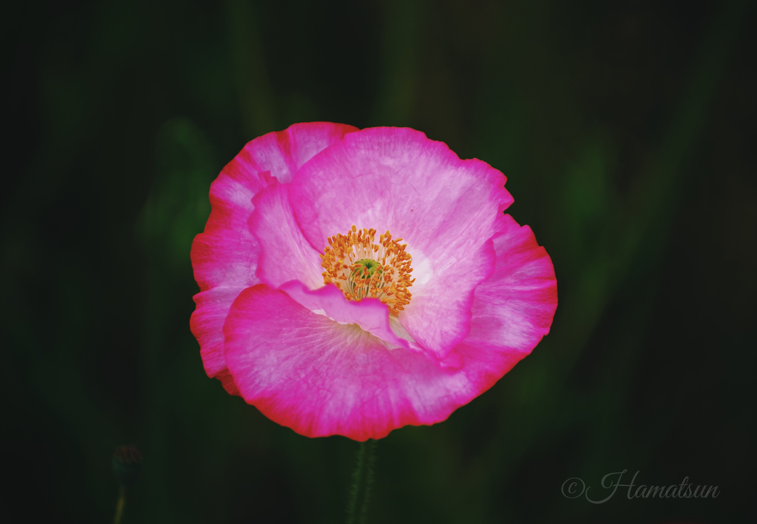 Thumb 9a9fec06 654e 47cc 9c3a 771732200787