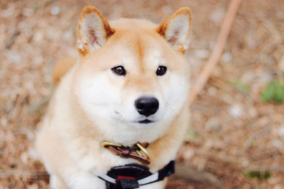 Thumb 5b2b7776 c203 4c3c 817a 80dffd1ab87b