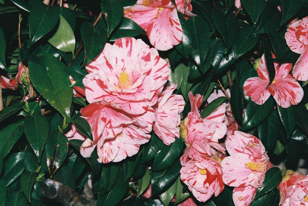 Thumb 1390ab6c 1e54 4d4a a01c 8732dc43f85b