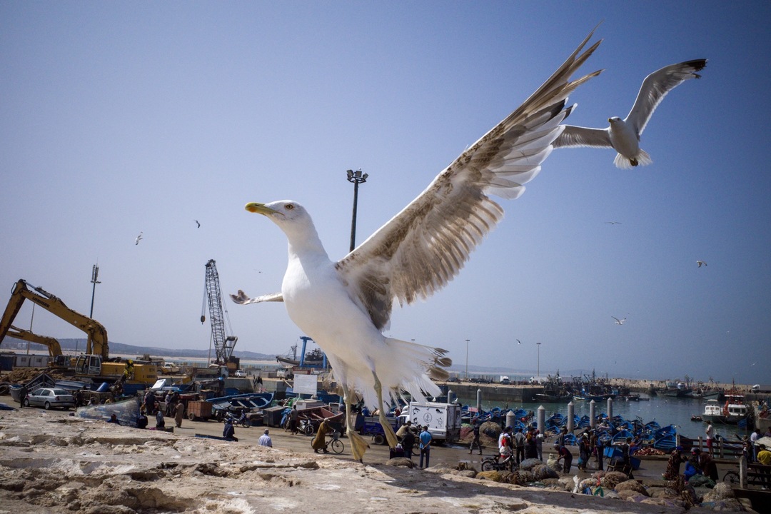 Thumb 905273d3 5e8f 42b2 a652 9852a9bc4415