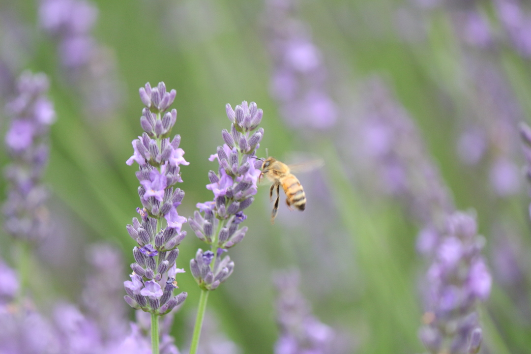 Thumb d675cc4e 3cd5 45a1 8ff8 799215fcebb3