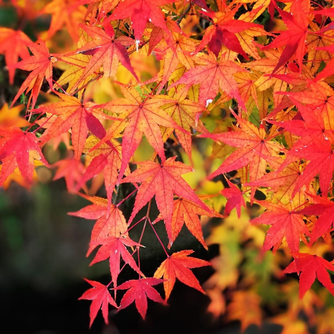 Thumb d1e17836 546e 4883 86ac 6082b67de76b