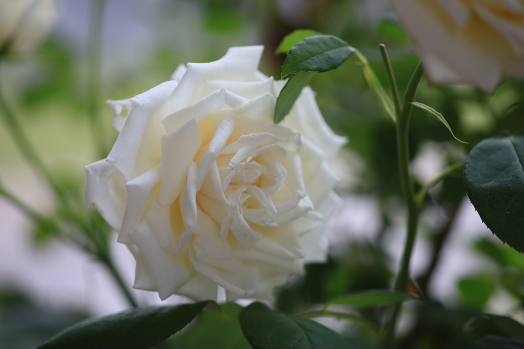 Thumb 27e26ce5 fcd6 48b1 88fe 00ce8a31aea0