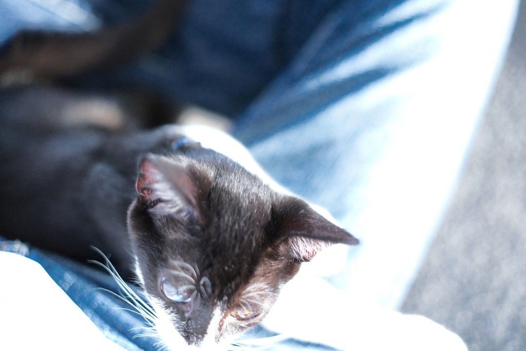 Thumb 88dd6398 116e 43b2 a1bc 24c233b78e1e