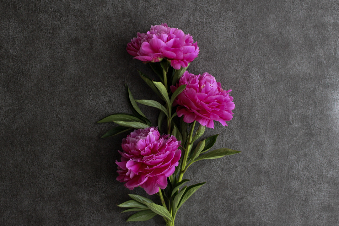 Thumb a0cbe5c2 afa6 42e9 b440 c114dbce0707