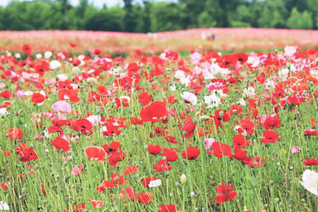 Thumb d8be4a74 1aa2 4ee6 8d77 5867a1c2e410