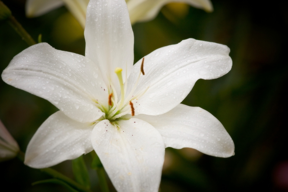 Thumb 521fbe2c 9e76 422d bf24 30f03e3cf71c