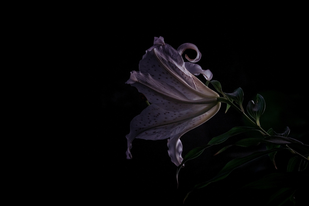 Thumb e605f9f2 05cd 4332 80e5 d24f926bc8fc