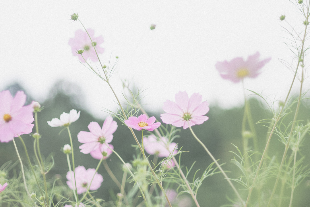 Thumb a3fe23cf 82ba 439d bb7e af0ae62a0e43