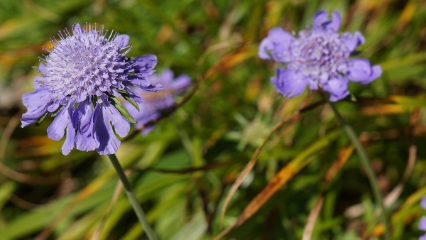 Thumb 7a0249d2 74e8 43b7 a6b6 7576e192e309