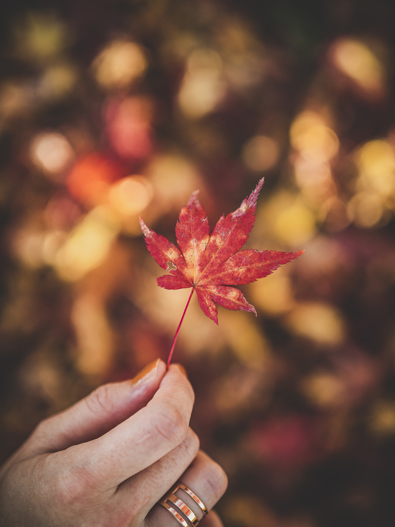 Thumb fcbab84f 5c52 42f8 b567 c5f4a6261e04