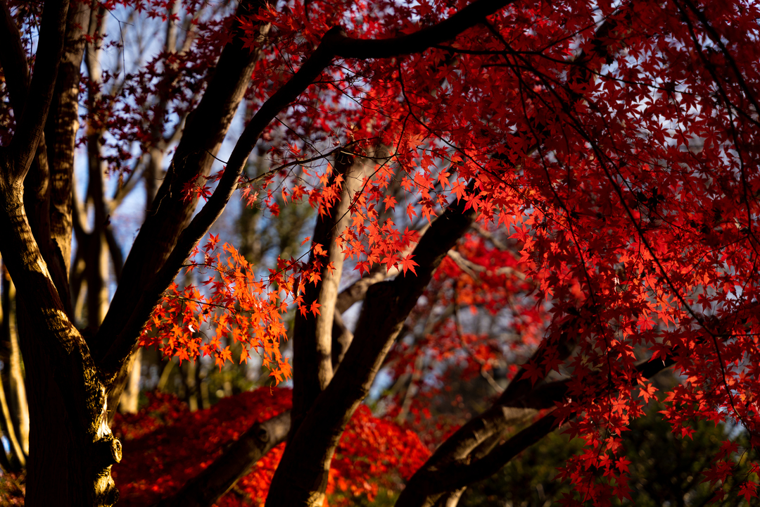 Thumb 81c52132 cee4 4d87 b777 a6c53d98e421