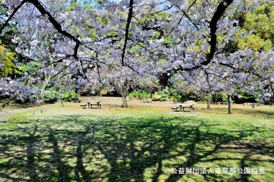 清澄庭園 立派な日本庭園で一休み 都会の中心で豊かな自然に心癒されませんか