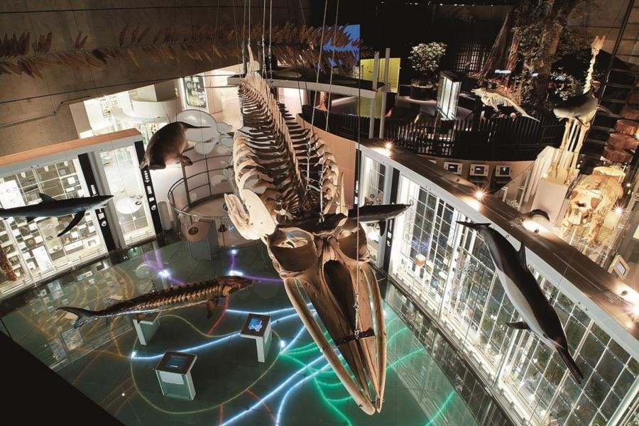 国立科学博物館 迫力満点 地球上の生物と科学の謎に迫る国立科学博物館