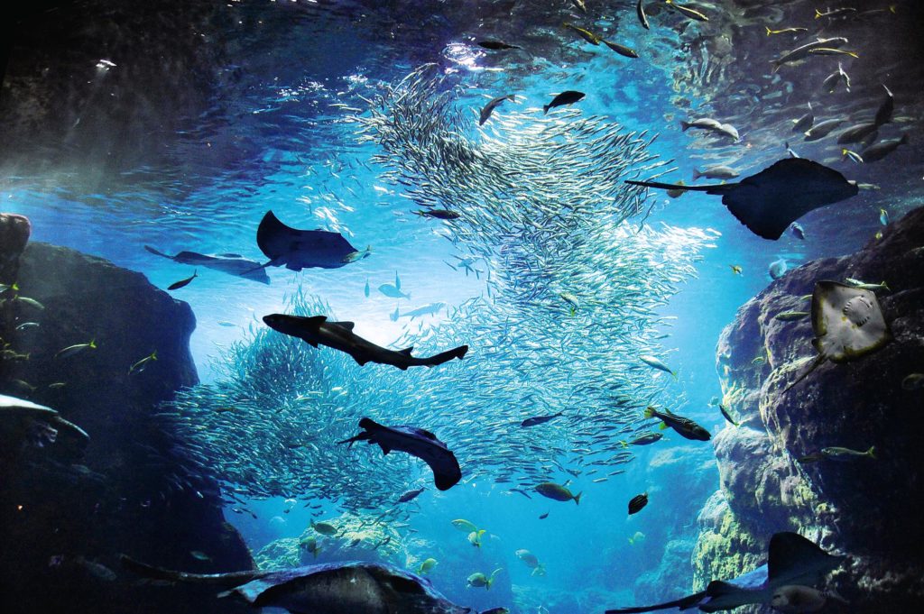 新江ノ島水族館でわくわくドキドキ大冒険を味わおう!