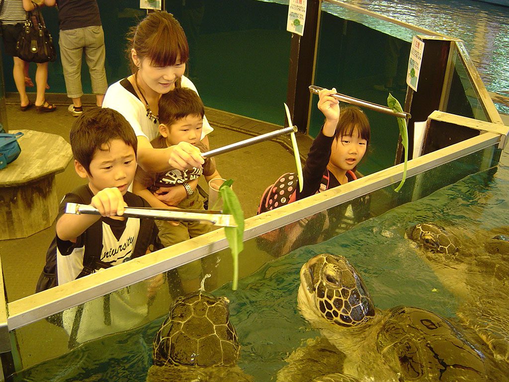 ウミガメにトングでエサをあげる子どもたち/越前松島水族館(福井県坂井市)