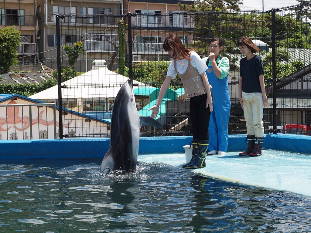 カマイルカとふれあい体験/越前松島水族館(福井県坂井市)