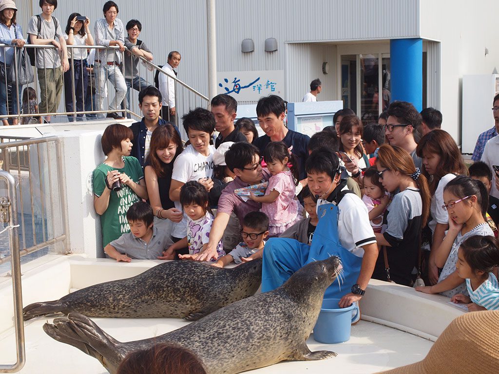 親子で賑わうアザラシのふれあいタイム/越前松島水族館(福井県坂井市)