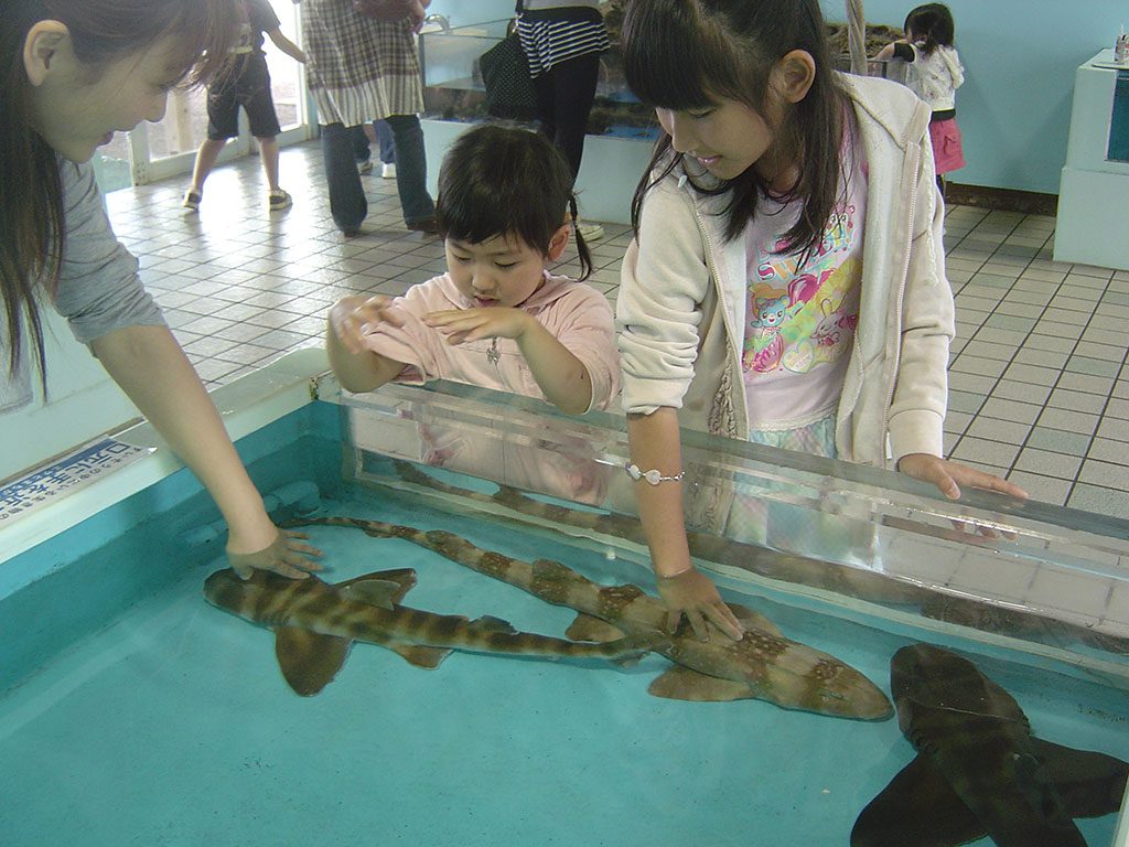 サメにさわる親子/越前松島水族館(福井県坂井市)
