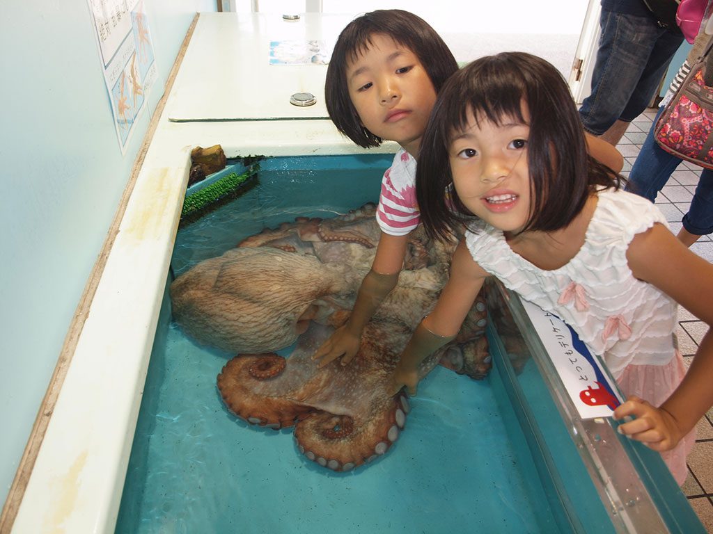 特大のミズダコの頭や吸盤にさわる子どもたち/越前松島水族館(福井県坂井市)