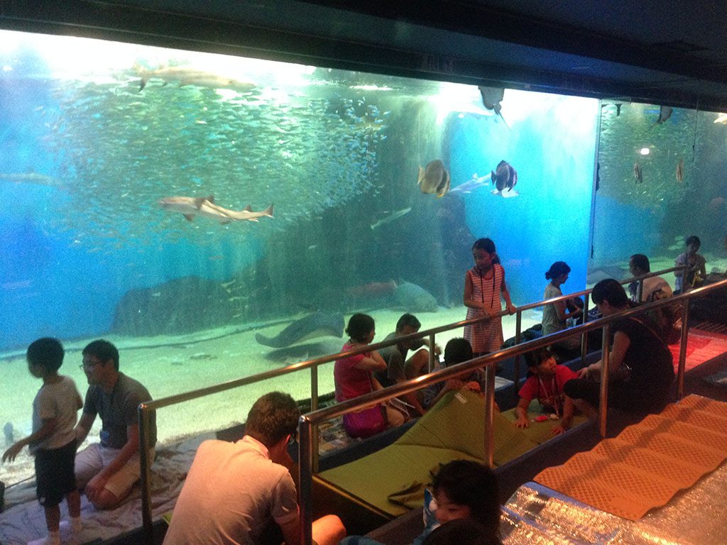 水槽の前でお泊まり体験/越前松島水族館(福井県坂井市)