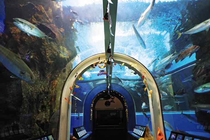 富山湾大水槽のトンネル/魚津水族館(富山県魚津市)