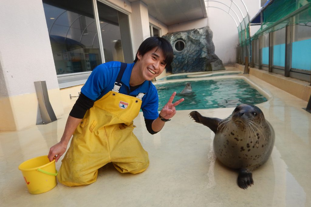 ゴマフアザラシ/魚津水族館(富山県魚津市)