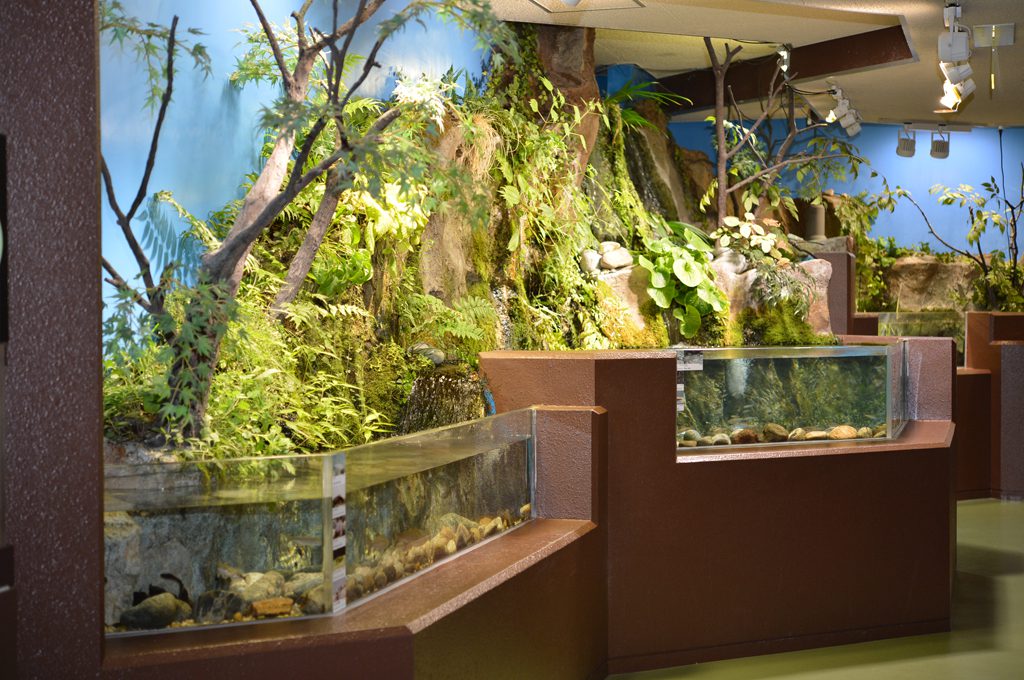 富山の河川コーナー/魚津水族館(富山県魚津市)