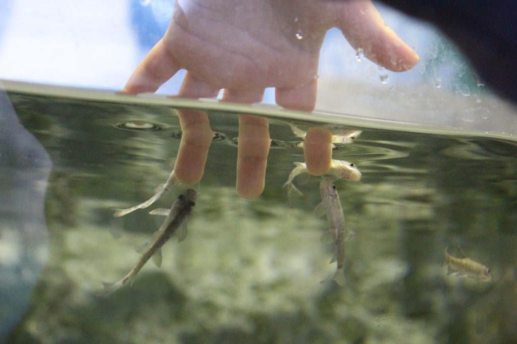 水槽に手を入れるとガラが角質を食べてくれる/魚津水族館(富山県魚津市)