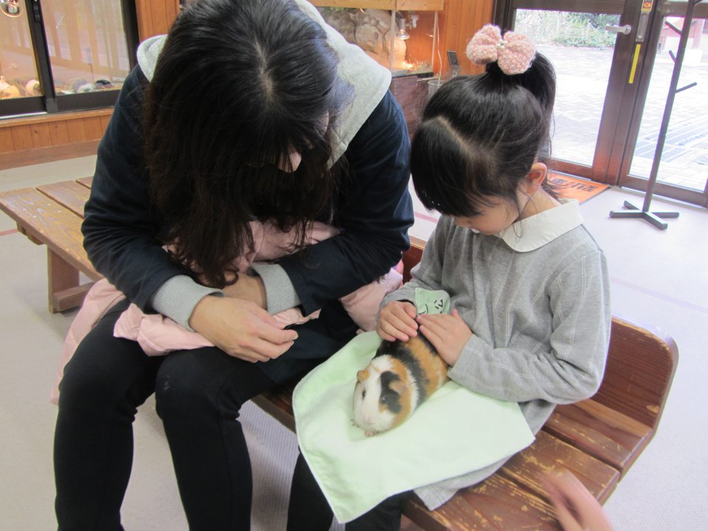ふれあい動物園でモルモットを抱っこ/到津の森公園(福岡県北九州市)