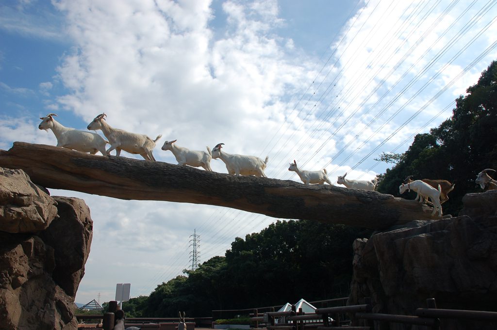 ヤギたちが並んで丸太の橋を渡る「ヤギの橋渡り」/到津の森公園(福岡県北九州市)