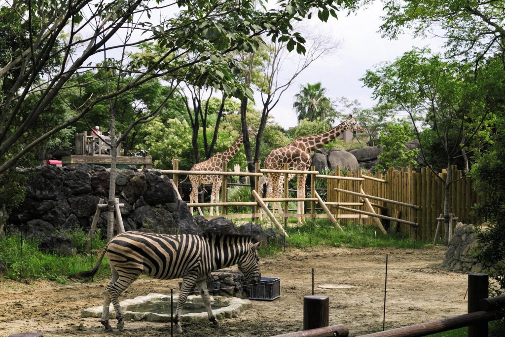 「草原の世界」のシマウマやキリン/到津の森公園(福岡県北九州市)