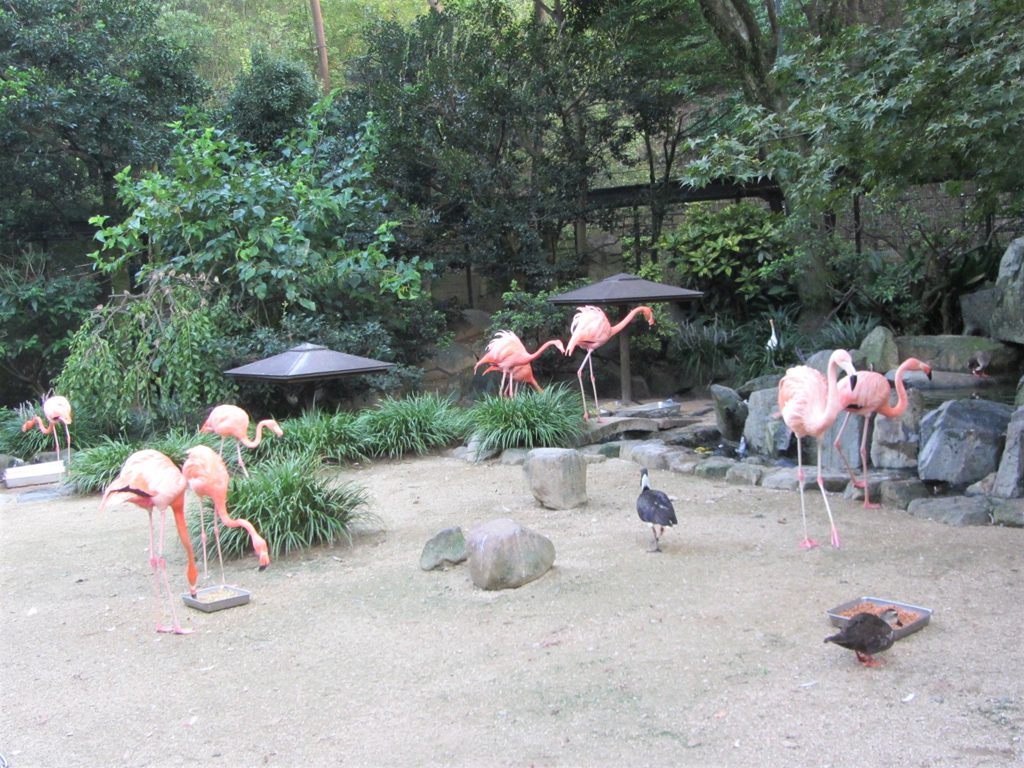 ベニイロフラミンゴなどを間近で観察/到津の森公園(福岡県北九州市)