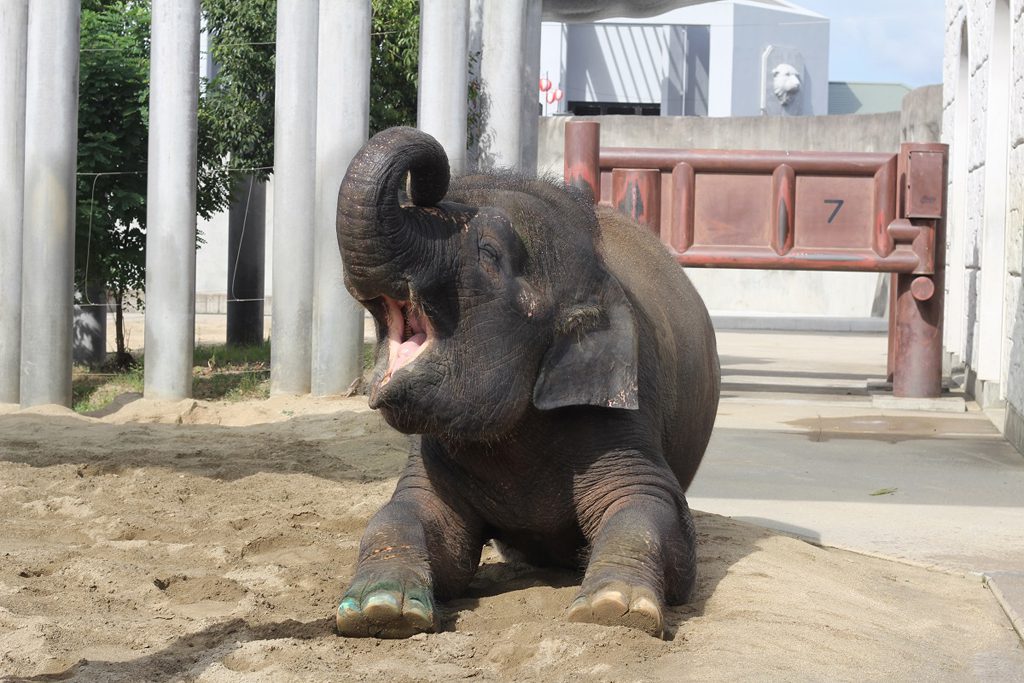 日本に一頭!ボルネオゾウ「ふくちゃん」/福山市立動物園(広島県/福山市)