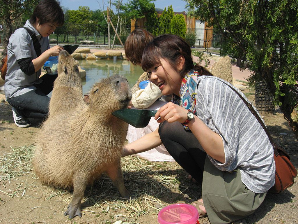 カピバラたちにエサやり体験/赤穂海浜公園(兵庫県)