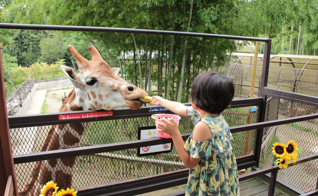 サユリワールド 市原市 でキリンにエサやり 放し飼いの動物とふれあいも るるぶkids