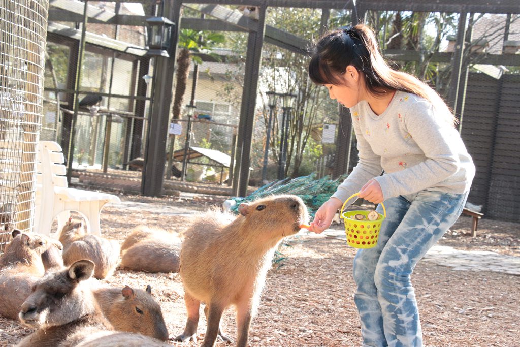 カピバラにエサやりをする様子/サユリワールド(千葉県/市原市)